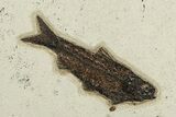 Foot Green River Fossil Fish Mural With Priscacara & Phareodus #224600-7